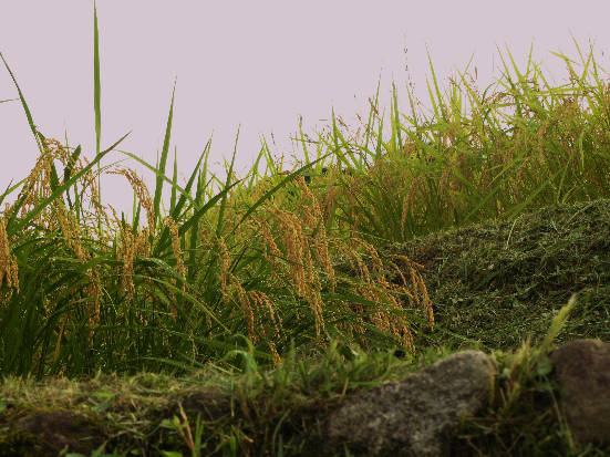 d0154609_10575643.jpg