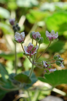 e0128909_11131878.jpg