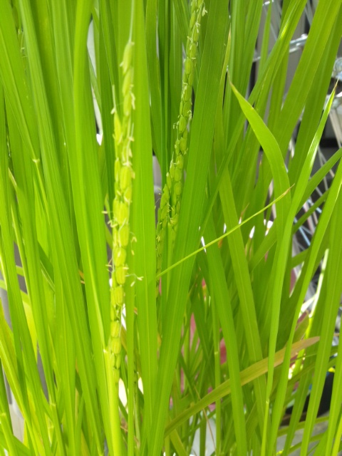 b0150018_15532392.jpg