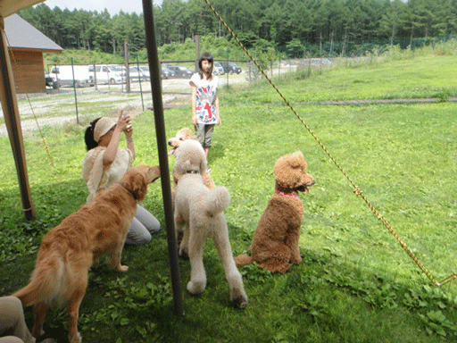 c0197829_23112623.gif