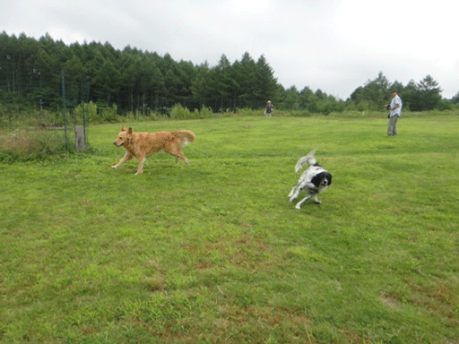 c0197829_23115497.gif