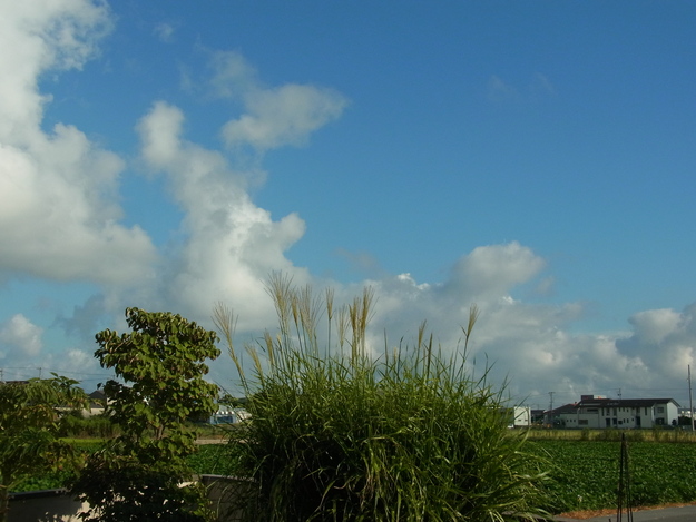 b0194267_19592670.jpg