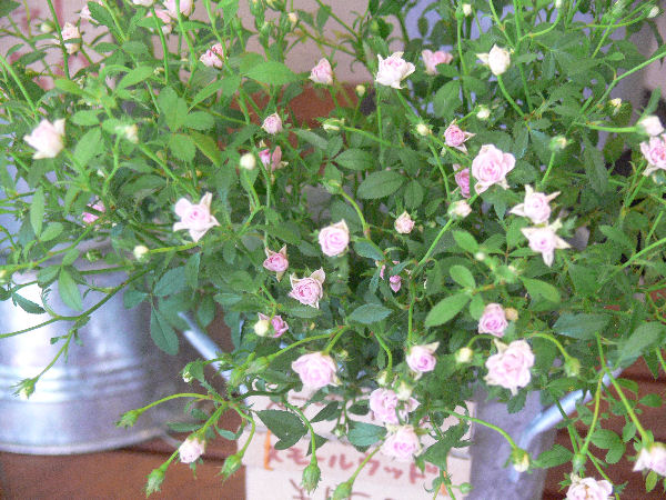 e0140986_14502176.jpg