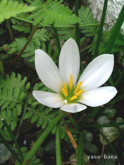 e0025300_21302116.jpg