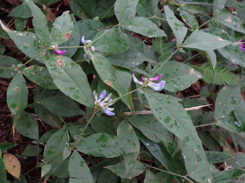 c0085622_20411727.jpg