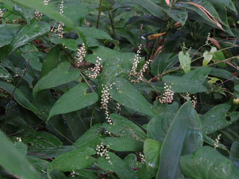 c0085622_2042135.jpg