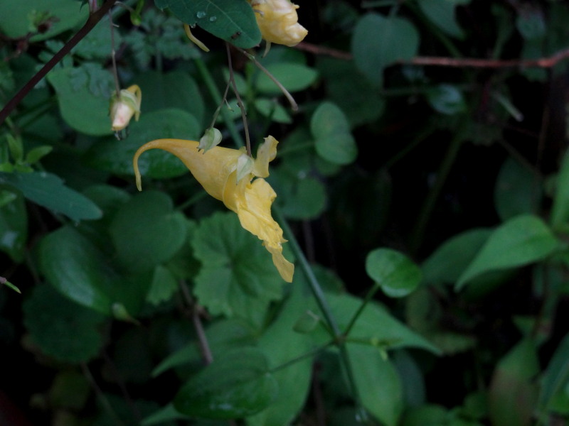c0085622_2042244.jpg