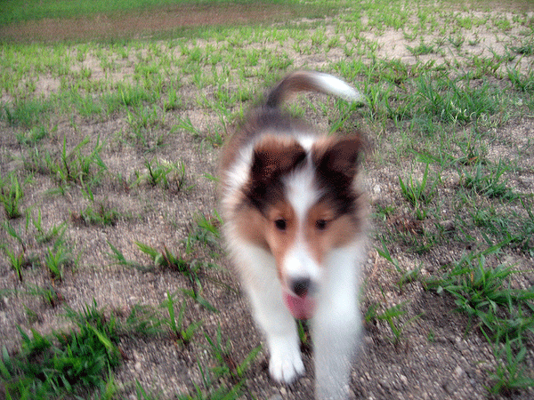 b0066826_1547164.gif