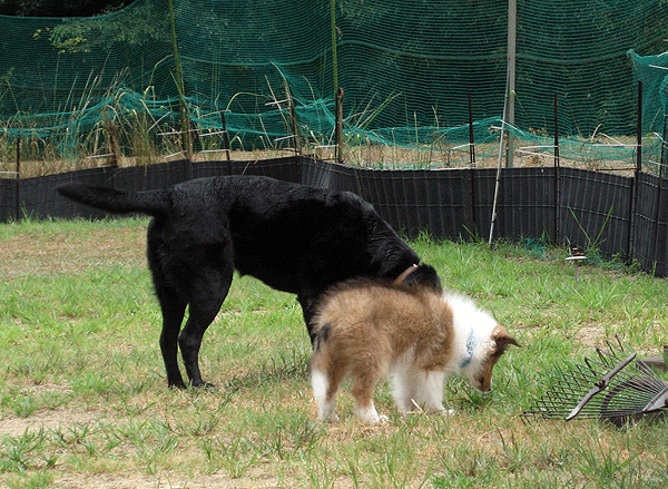b0066826_15545977.gif