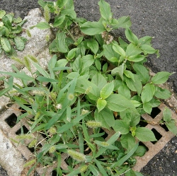 f0007580_2327438.jpg