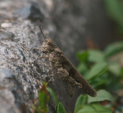 b0108186_233374.gif
