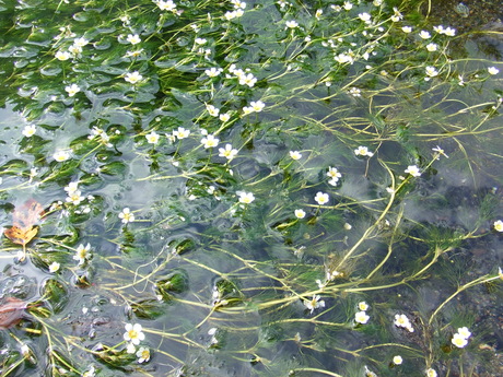 e0180099_2023370.jpg