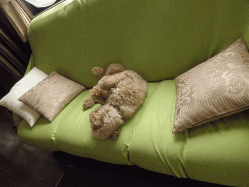 c0136736_1058951.gif