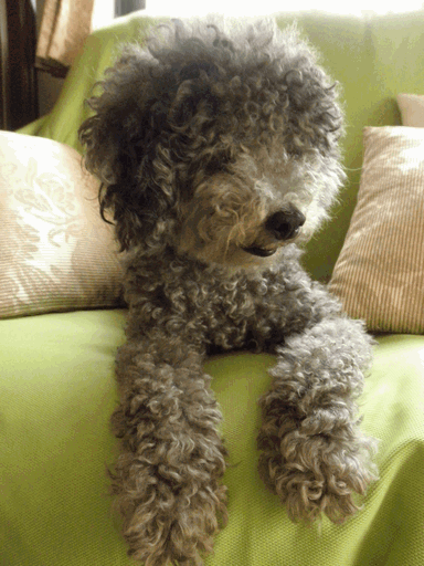 c0136736_113831.gif