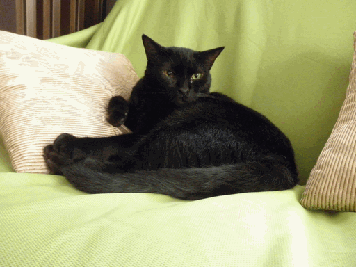 c0136736_114743.gif