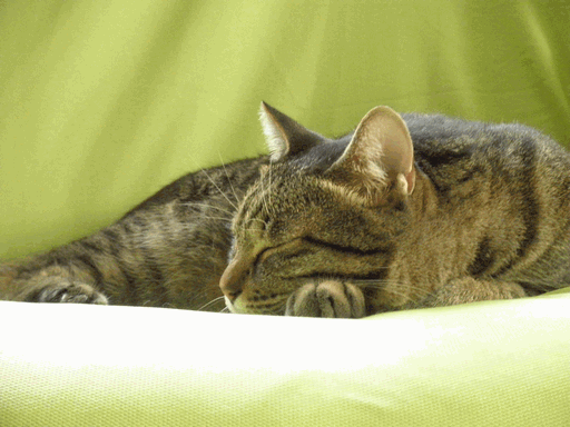 c0136736_1151064.gif