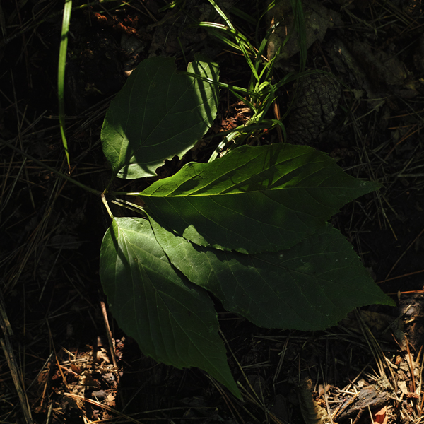 a0049639_13271132.jpg