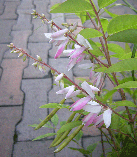 a0001354_2228637.gif