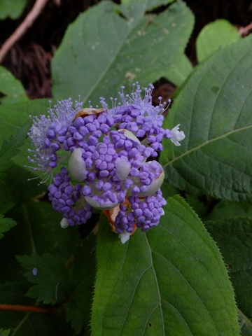 a0043982_1526155.jpg