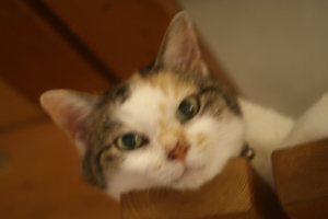 f0166982_19395460.jpg