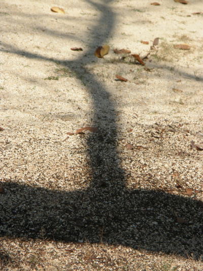 e0017396_20113736.jpg