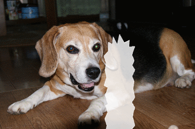 b0253905_9235878.gif