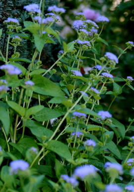f0041606_2041468.jpg