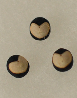 d0113613_12244834.jpg