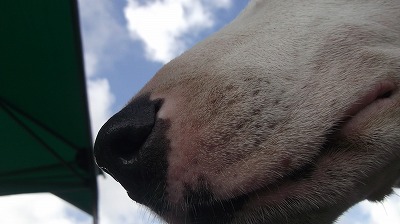 e0121418_2225474.jpg