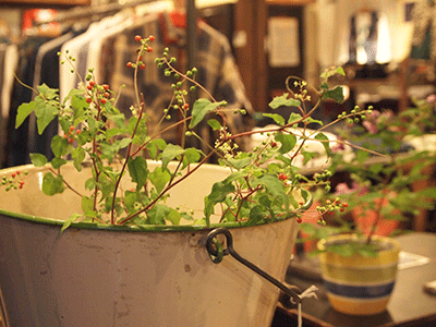 c0103119_12465954.gif