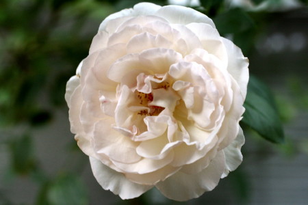 e0154682_22432329.jpg