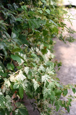 e0154682_2246647.jpg