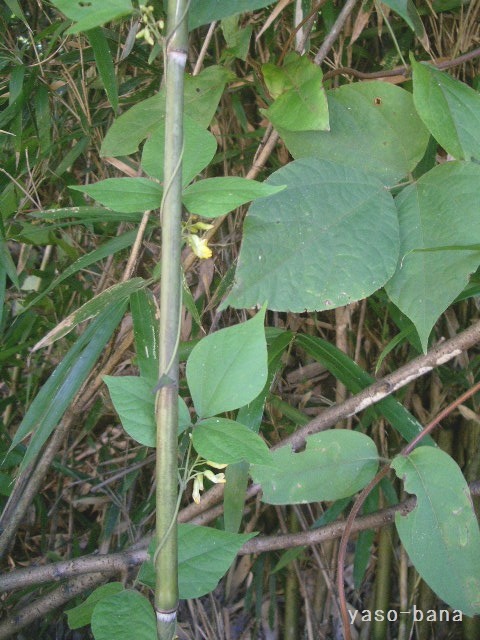 e0025300_11441548.jpg