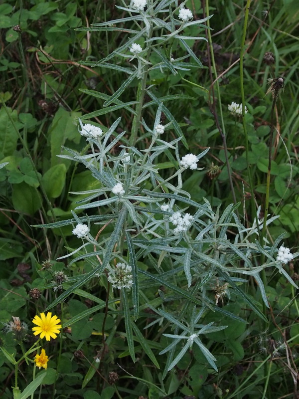 c0085622_17465284.jpg