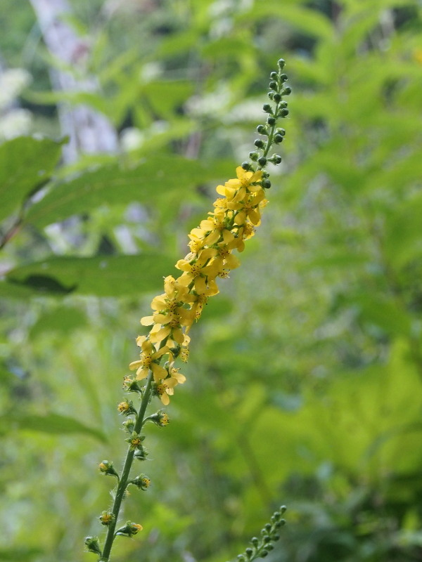c0085622_17471160.jpg
