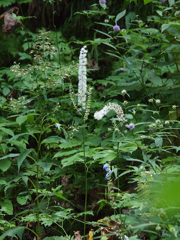 c0085622_17473222.jpg