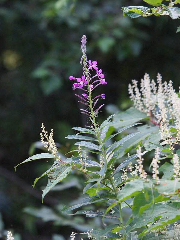 c0085622_17475076.jpg