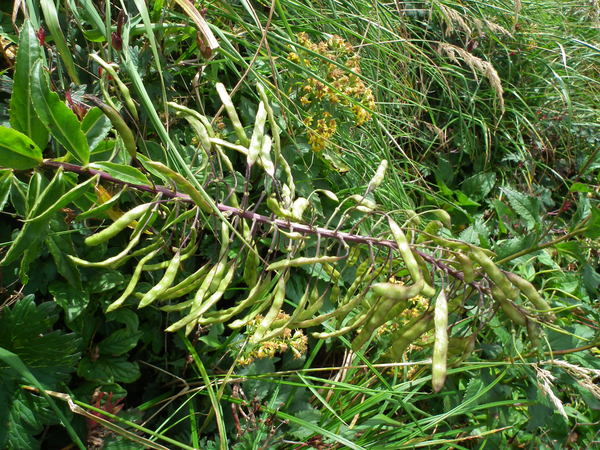 f0118332_1171314.jpg