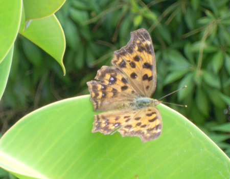 e0097534_10301396.jpg