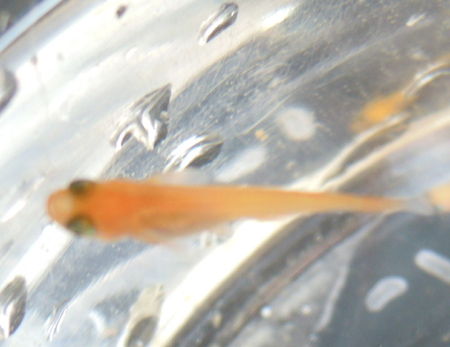 e0097534_10433910.jpg