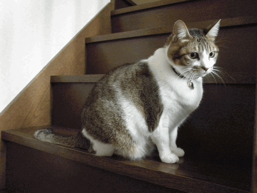 c0136736_20382910.gif