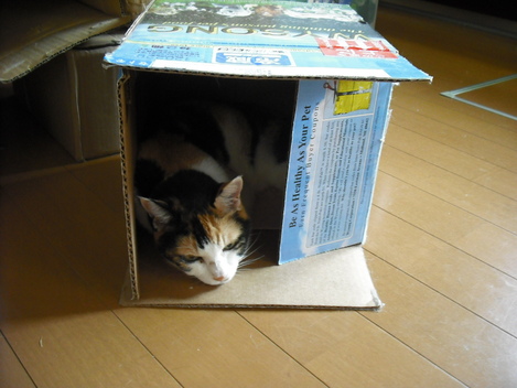 c0194042_2055515.jpg