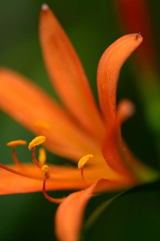 e0095142_2052813.jpg