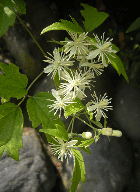 a0001354_23104137.gif
