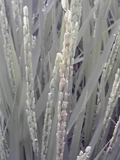 f0155957_091267.jpg