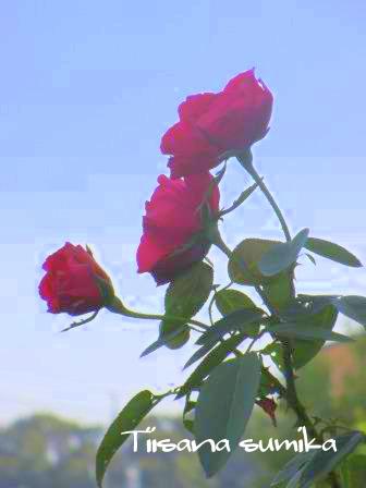 a0243064_1993031.jpg