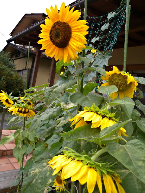 a0199297_20365489.jpg