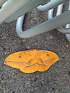 c0199899_12295566.jpg