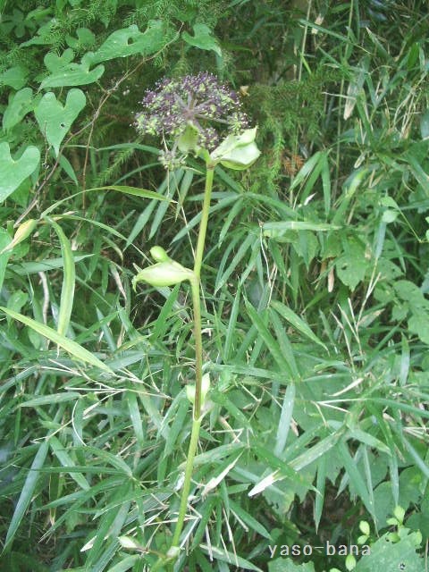 e0025300_1342256.jpg