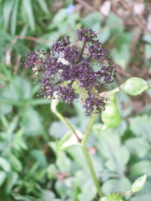 e0025300_13572096.jpg